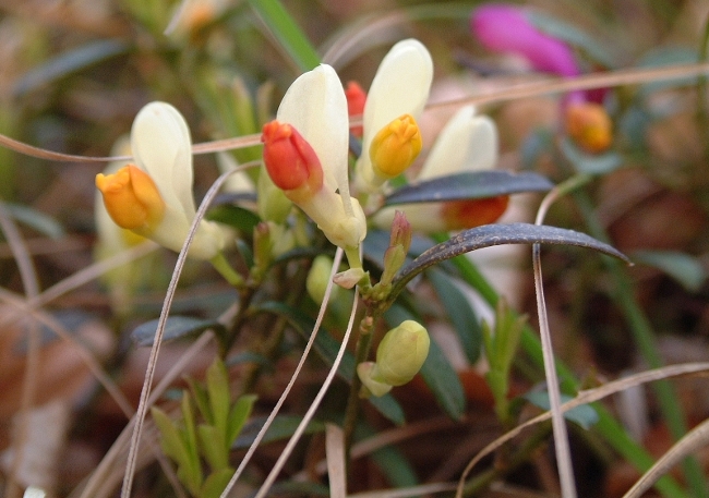 Polygaloides (=Polygala) chamaebuxus / Poligala falso-bosso